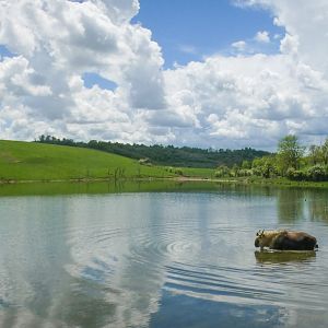 May. 2022 - Spillman Lake - Sichuan Takin