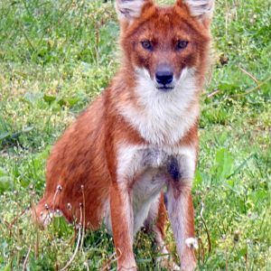 May. 2022 - Mid-Sized Carnivore Center - Dhole