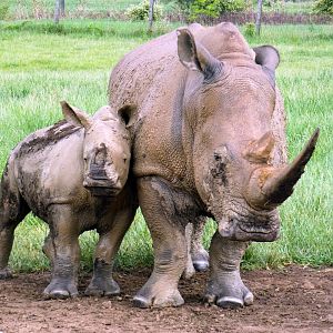 May. 2022 - Southern White Rhinos