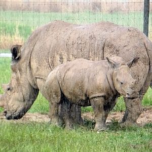 May. 2022 - Southern White Rhinos in the rain
