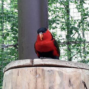 Lorius lory erythrotorax