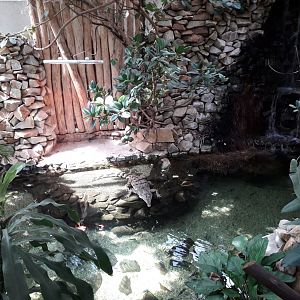 African Slender-snouted crocodile exhibit