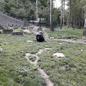Asian black bear and Hanuman langur's exhibit