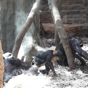 Baby chimpanzee