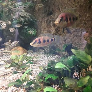 One of the aquariums in the Pavilion of evolution