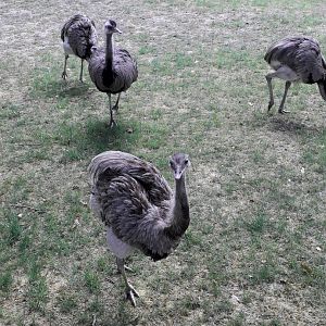 Greater rheas