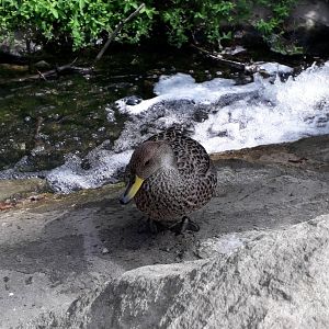 Anas georgica spinicauda