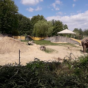 Asian elephant bull's exhibit