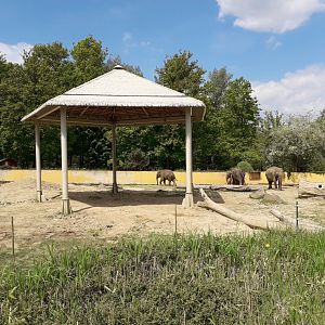 Asian elephant cows exhibit