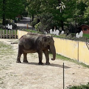 Asian elephant - matriarch Johti