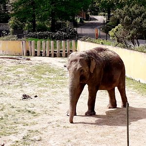 Asian elephant - matriarch Johti