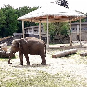 Asian elephant - cow Vishesh