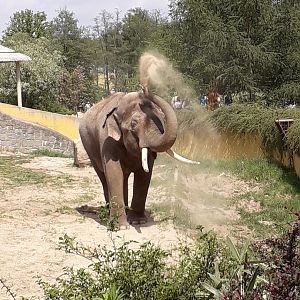 Asian elephant bull Maxim