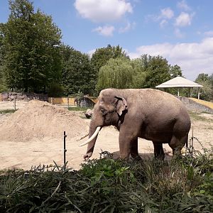 Asian elephant bull Maxim