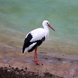 White Stork