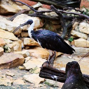 Straw-necked Ibis