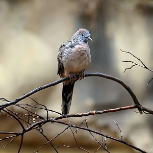 Zebra Dove