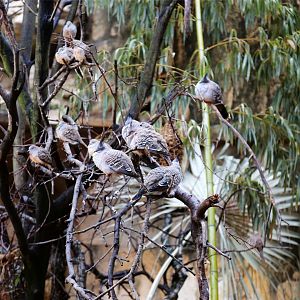 Crested Pigeon and Zebra Dove