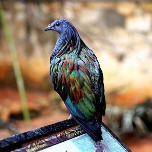 Nicobar Pigeon