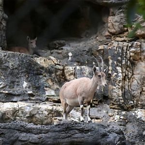 Nubian Ibex