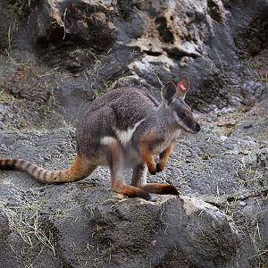 Yellow-footed Rock-wallaby (Petrogale xanthopus)