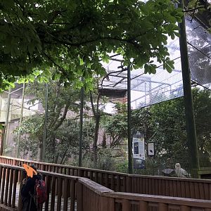 Egyptian vulture aviary