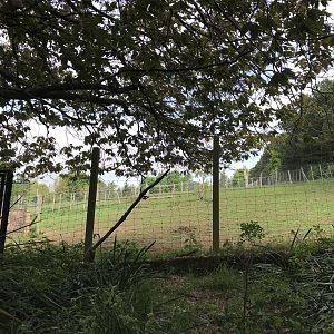 Prezwalski’s horse paddock