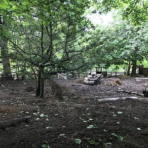 Visayan warty pig enclosure upper area