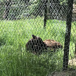 Visayan spotted deer