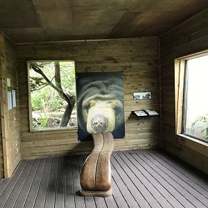 Sun bear tongue bench