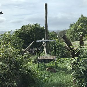 Sun bear enclosure upper area