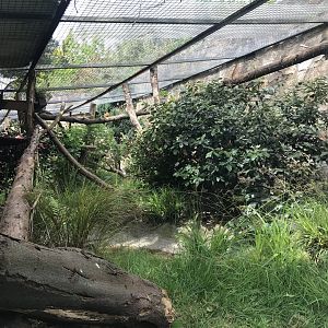Binturong enclosure