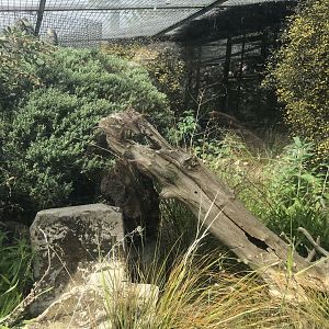 Former dwarf mongoose enclosure