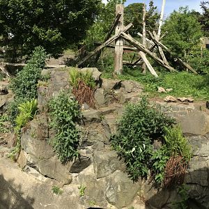 Sun bear enclosure