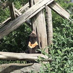 Sun bear