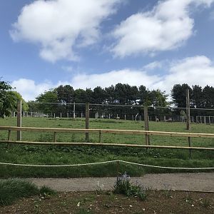 Prezwalski’s horse paddock (2)