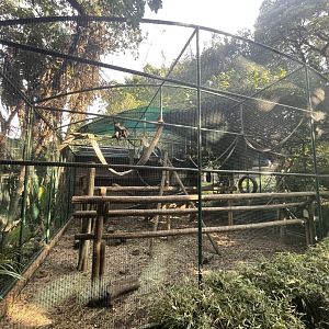 Black-crested Mangabey enclosure (Lophocebus aterrimus)