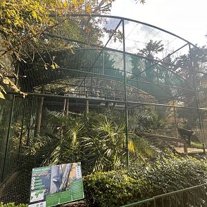 L'Hoest's Monkey Enclosure (Cercopithecus lhoesti)