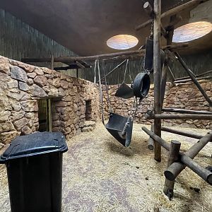 Chimpanzee Indoor Enclosure (Pan troglodytes)