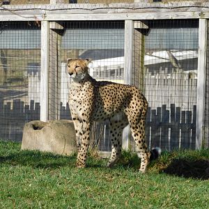 Cheetah (Acinonyx jubatus) March 2022