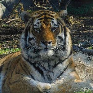 Pavel Male Amur Tiger (Panthera tigris tigris) March 2022