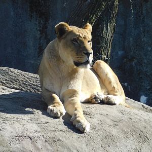 African Lioness (Panthera leo) March 2022