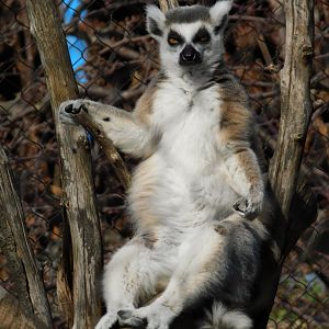 Ring-Tailed Lemur (Lemur catta) March 2022