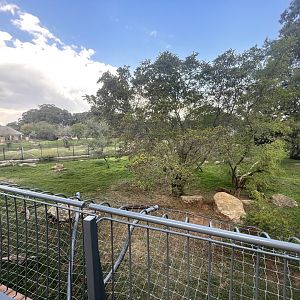 First Lion Enclosure (Panthera leo)