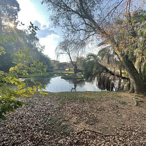 Sitatunga Enclosure (Tragelaphus spekii)