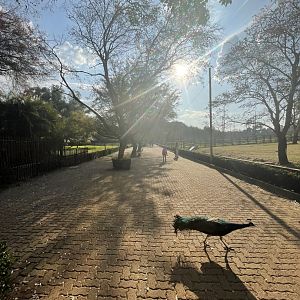 General View with Blue Peafowl (Pavo cristatus)