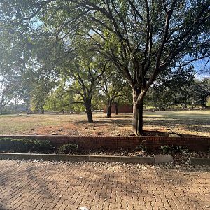 Scimitar-horned Oryx (Oryx dammah)
