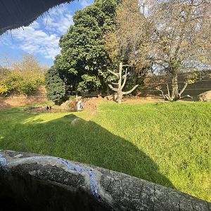 Former Gorilla Enclosure (Gorilla gorilla gorilla)