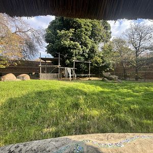 Former Gorilla Enclosure (Gorilla gorilla gorilla)