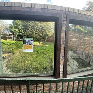 Former Gorilla Enclosure (Gorilla gorilla gorilla)